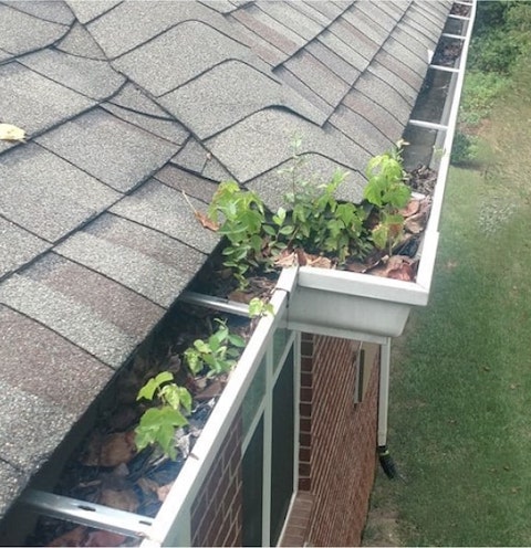 Leaf in gutter